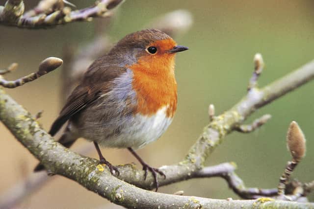 The RSPB is asking people to take an hour over the weekend to bird spot.