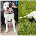 Brodie has spent 530 days at Woodside Animal Centre and he would love to find a new home