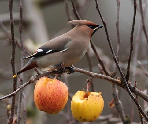 A Waxwing feasting on apples in an orchard - the bird is a winter visitor