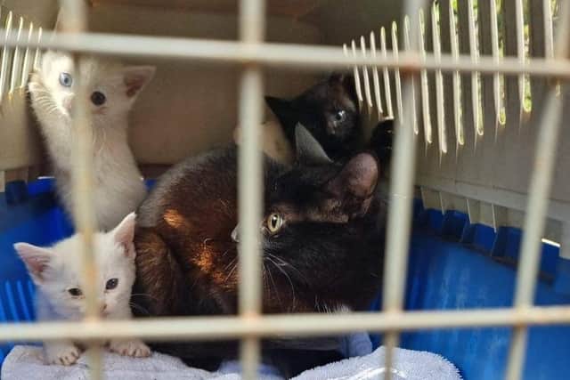 The stray cat and kittens rescued by a Melton business and pet charity