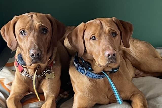 Flinn and Ozzy - the two family dogs who sadly died in a Willoughby Close house fire