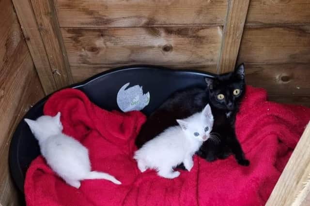The stray cat and two of her kittens, who have been rescued after surviving in a town centre garden