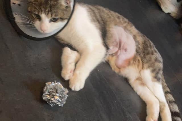 Timothy recuperates after being treated by a vet after being shot with an air rifle in the Queensway area of Melton