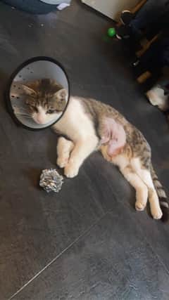 Timothy recuperates after being treated by a vet after being shot with an air rifle in the Queensway area of Melton