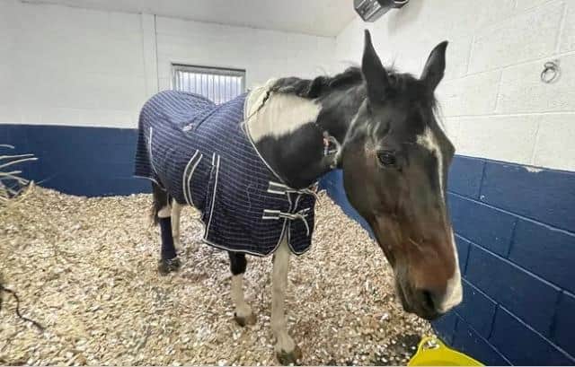 Lara, the rescue horse who needs a life-saving operation