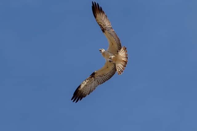 The osprey rearing project at Belvoir Estate