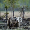 Beavers, bears, wolves and lynx: Campaigners want to see these animals reintroduced to the British countryside (Photo: Shutterstock)