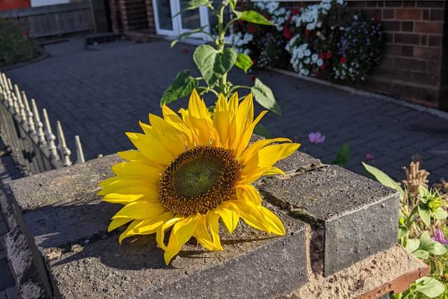 The snipped head of a sunflower outside Richard Barnes Funeral Directors in Melton Mowbray