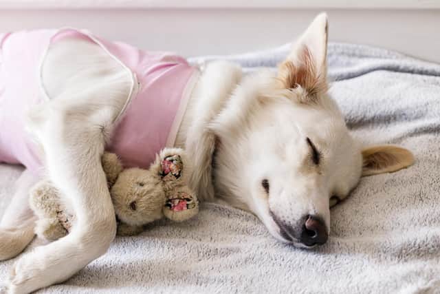 Neutering is a routine operation carried out by vets on a daily basis (photo: Adobe)