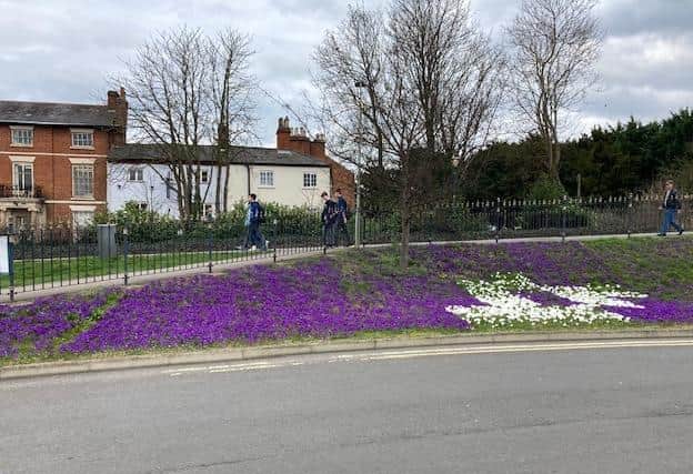 Purple crocuses light up land in front of the Melton council offices for the rotary polio campaign last spring