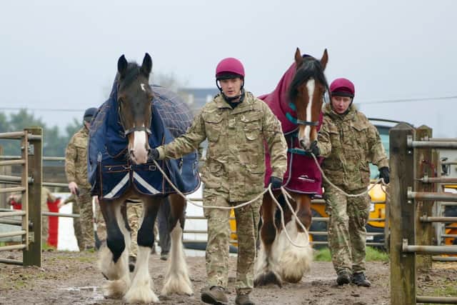 Military ceremonial horses enjoy winter break in Melton Mowbray
