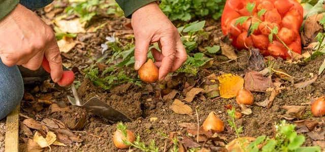 Planting Tulips at Barnsdale Gardens
