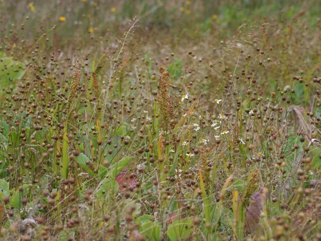 Wild bird seed mix planted by farmers to sustain species