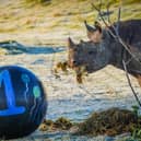 Extremely rare baby rhino celebrates 1st birthday in adorable video