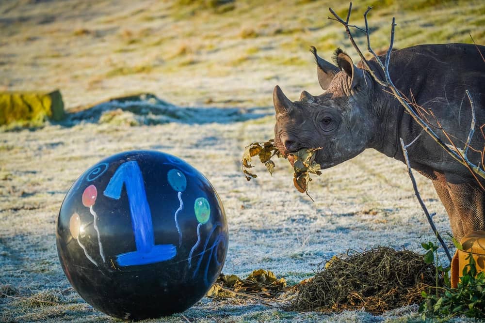 Extremely rare baby rhino celebrates 1st birthday in adorable video