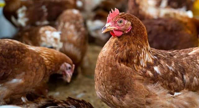 Poultry can be kept outside again from Tuesday