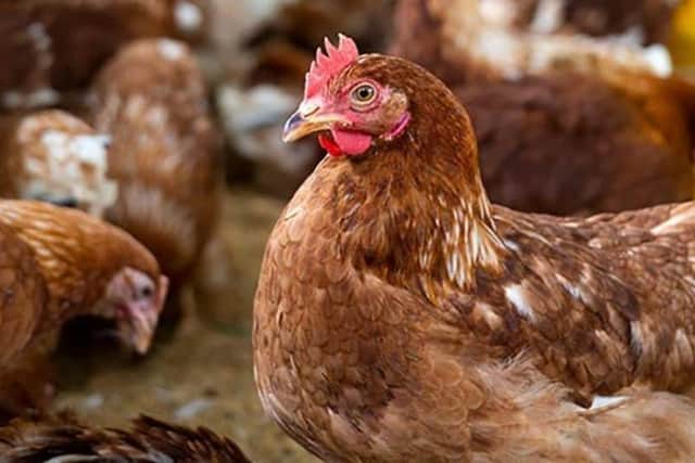 Poultry can be kept outside again from Tuesday