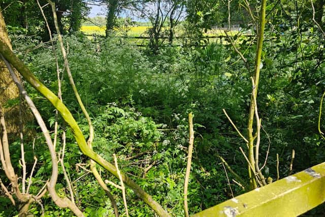 The overgrown area at the back of Ab Kettleby Primary School prior to the new nature site being created