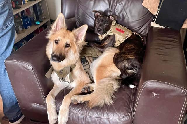 two puppies that inspired the book, Are you Sure you are ready for a puppy.