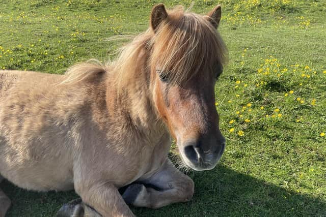 One of the beautiful ponies living at Pablo's at Long Clawson