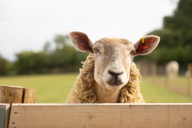 One of the sheep on the Belvoir Estate at the wild animal park