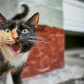 Only feisty felines need apply! Animal News Agency