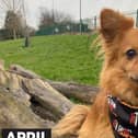 Join the pack: Melton dog owners are being urged to walk 60 miles with their four-legged friends over the course of April to raise money for Stand Up To Cancer’s life-saving research. Sign up now at su2c.org.uk/walkies