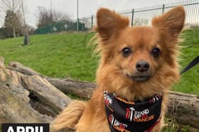 Join the pack: Melton dog owners are being urged to walk 60 miles with their four-legged friends over the course of April to raise money for Stand Up To Cancer’s life-saving research. Sign up now at su2c.org.uk/walkies