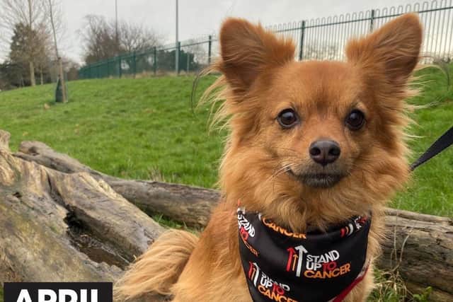 Join the pack: Melton dog owners are being urged to walk 60 miles with their four-legged friends over the course of April to raise money for Stand Up To Cancer’s life-saving research. Sign up now at su2c.org.uk/walkies