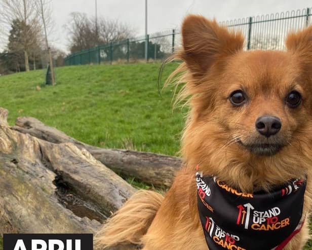 Join the pack: Melton dog owners are being urged to walk 60 miles with their four-legged friends over the course of April to raise money for Stand Up To Cancer’s life-saving research. Sign up now at su2c.org.uk/walkies