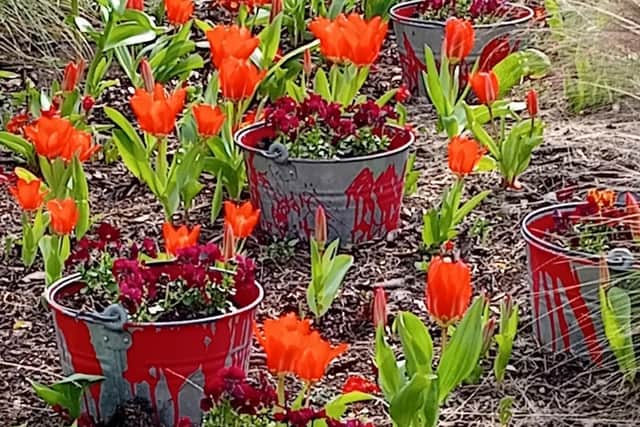 Red tulips and violas in the Painting the Town Red border planted by the Melton In Bloom team