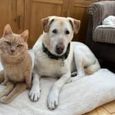 Peps and Peanut have completely changed Claire's life - Animal News Agency