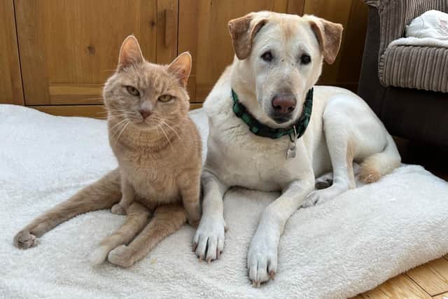 Peps and Peanut have completely changed Claire's life - Animal News Agency