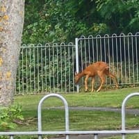 Injured deer put down by RSPCA officers in Melton play area