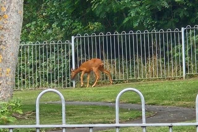 The injured deer which had to be sadly put down in a Melton Mowbray play area off Dieppe Way