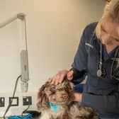 A dog is examined at the Woodside RSPCA animal centre
