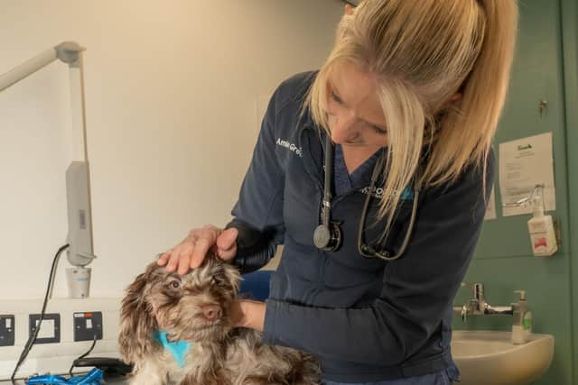 A dog is examined at the Woodside RSPCA animal centre