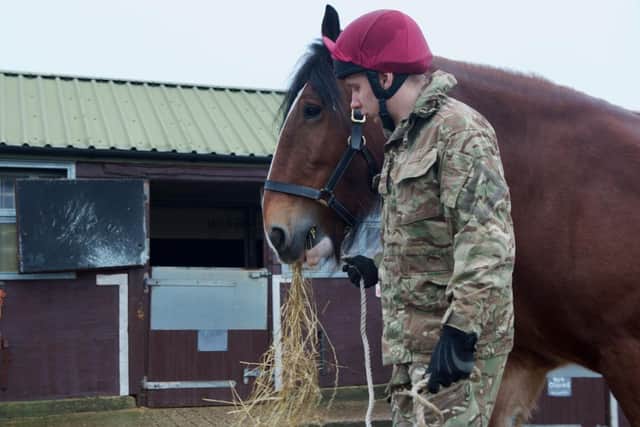 Military ceremonial horses enjoy winter break in Melton Mowbray