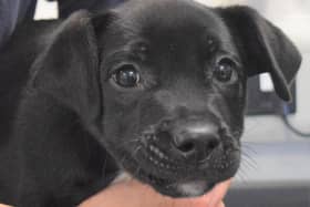 Ivy, the three-month-old puppy who was abandoned just before Christmas