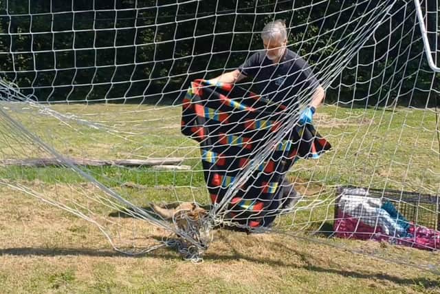WRAS - Fox rescued from football netting