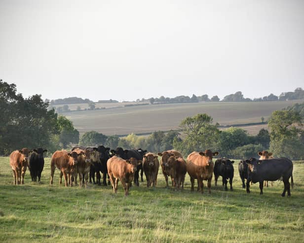 Grass-fed British beef cattle on Sarah's farm