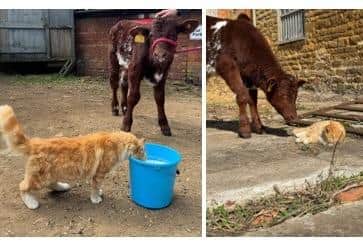 Stu the Calf and Ginge the Cat - unlikely friends at the Belvoir Castle Animal Park