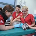 A dog giving blood to the Pet Blood Bank UK team - a special session takes place in Melton next month
