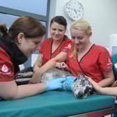 A dog giving blood to the Pet Blood Bank UK team - a special session takes place in Melton next month