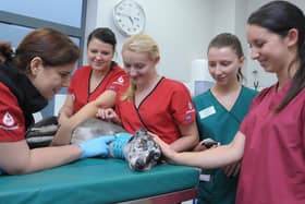 A dog giving blood to the Pet Blood Bank UK team - a special session takes place in Melton next month