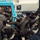 The 11 kittens are released from the box at Woodside Animal Centre