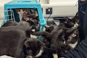 The 11 kittens are released from the box at Woodside Animal Centre