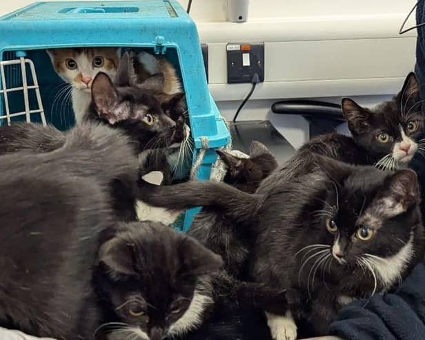 The 11 kittens are released from the box at Woodside Animal Centre