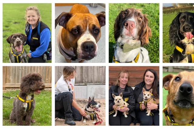 Clockwise from top left - Tracker, Roxy, Pablo, Mo, Ralph, Kira, Hugo & Princess, Digby