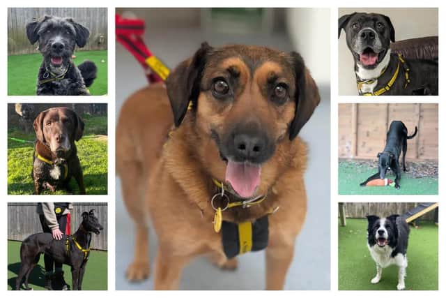 Looking for forever homes - Uso, Rocky, Jack, Ginny, Dakota, Cruz and Brodie